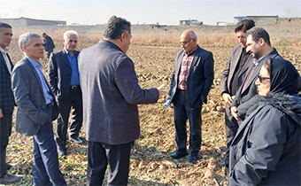 بازدید و برداشت مزرعه تحت آرایش کاشت متراکم ۵۰ در ۲۵ با آبیاری نواری قطره ای در ارومیه