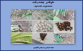 بارگذاری نشریه "طوقه بر چغندرقند" در بخش نشریات پورتال موسسه