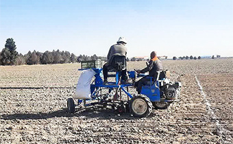 کشت زمستانه سه رقم چغندرقند در ایستگاه شهید رضوی مشهد