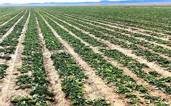 توسعه کشت پاییزه چغندرقند در مناطق مستعد کشور