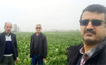 پایش مزارع چغندرقند پاییزه استان گلستان