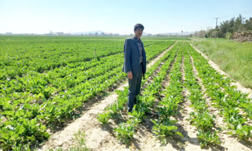 عملیات داشت آزمایش پایلوت کشت چغندرقند پاییزه مشهد