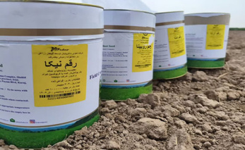 کاشت آزمایش مقایسه ارقام جدید چغندرقند ایرانی و خارجی در چناران خراسان رضوی