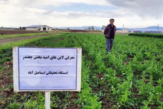 عملیات داشت قطعه تکثیر لاین های امید بخش چغندر علوفه ای در ایستگاه تحقیقات زراعی اسماعیل آباد قزوین