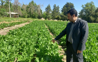 شرایط مطلوب آزمایش های مقایسه ارقام کشت چغندرقند پاییزه مشهد