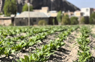 قطعات تولید بذر و ازدیادی ایستگاه تحقیقات تولید بذر الیت چغندرقند فیروزکوه