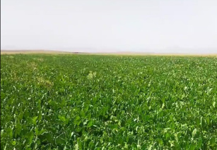 آغاز صبح در مزرعه چغندرقند پاییزه در بردسکن