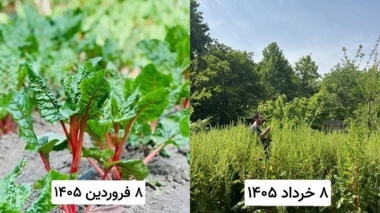 قطعه ایزوله تولید بذر اصلاحی چغندر زینتی در کرج