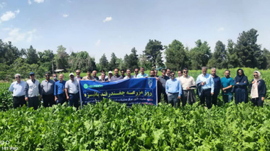 روز مزرعه چغندرقند پاییزه در مشهد