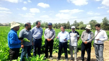 بازدید مدیران مزارع و کارشناسان کشاورزی آستان قدس از پایلوت کشت پاییزه چغندرقند مشهد