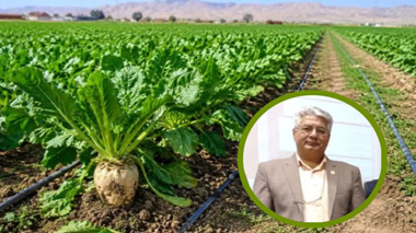 خوداتکایی تولید شکر از ۸۰ درصد گذشت/سیاست‌گذاری و خشکسالی مانع پایداری تولید