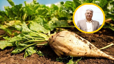 تولید شکر بیشترین شانس را برای دستیابی به خوداتکایی پایدار دارد