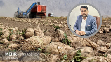 طعم شیرین خودکفایی در زاگرس؛ کرمانشاه پیشتاز تولید چغندرقند کشور