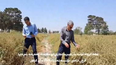 عملیات برداشت مکانیزه بذر هیبرید تجارتی دومقامته چغندرقند رقم دنیا