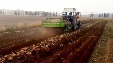 برداشت پایلوت چغندرقند زمستانه در شهرستان تربت حیدریه