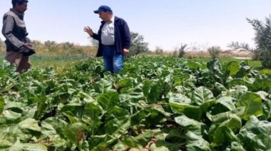 فاصله‌ای به نام «دانش تا مزرعه»؛ چالش پنهان تولید چغندرقند