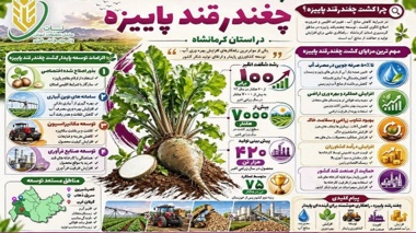 کشت پاییزه چغندرقند، راهکاری مؤثر برای صرفه‌جویی آب و توسعه کشاورزی پایدار