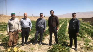 پایش مزارع چغندرقند ارقام ایرانی در استان خراسان رضوی و شمالی