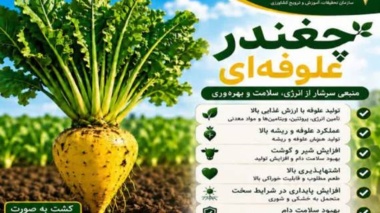 چغندرعلوفه‌ای گیاه ارزشمند جهت تأمین بخشی از علوفه مورد نیاز کشور