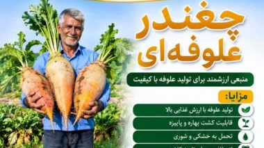 چغندرعلوفه‌ای؛ علوفه‌ای با ارزش غذایی بالا، اصلاح الگوی کشت و افزایش بهره‌وری آب