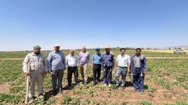 بازدید از مزارع چغندرقند رشتخوار