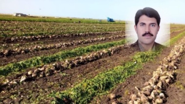 چغندرقند پاییزه راهکاریست برای کاهش مصرف آب و سازگاری با تغییر اقلیم