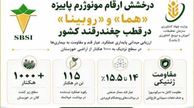 درخشش ارقام چغندرقند پاییزه ایرانی در ۱۰۰۰ هکتار از اراضی خوزستان