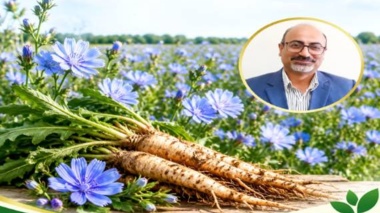 نقشه‌راه ملی توسعه کشت چیکوری: هم‌افزایی پهنه‌بندی اقلیمی و زنجیره ارزش برای تحول در الگوی کشت