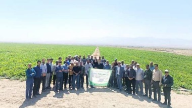 مراسم روز مزرعه استانی چغندرقند در شهرستان تربت‌جام