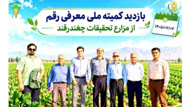 ارقام امیدبخش سه مقاومته چغندرقند بهاره  در مسیر ارزیابی و معرفی