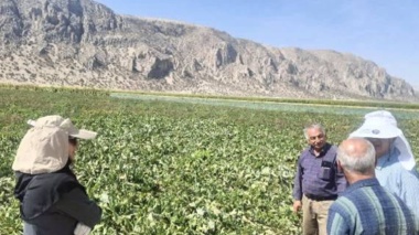 بازدید از مزارع و پایلوت مقایسه ارقام چغندرقند ایرانی در پاسارگاد
