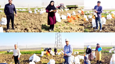 روایتی متفاوت از عملیات برداشت آزمایش‌های تحقیقات چغندرقند