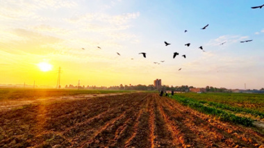 طلوع صبحی پاییزی در فصل برداشت چغندرقند