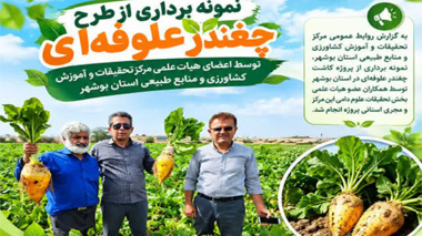 اینفوگرافی چغندر علوفه‌ای