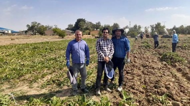 عملیات برداشت آزمایشات چغندرقند بهاره در همدان